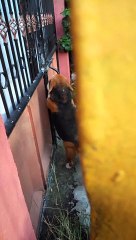Gate Latch is no Match for Clever Beagle