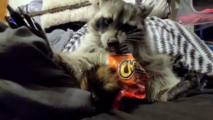 Cute Raccoon Enjoying a Crunchy Snack
