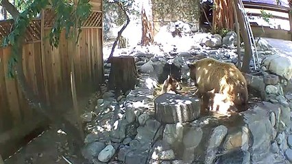 Bear Family Enjoy Playing in Backyard Pond