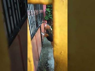 Gate Latch is no Match for Clever Beagle