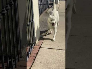 Happy Doggy Strolls Along With His Signature Swagger