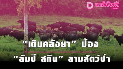 กรมอุทยานฯ “เติมคลังยา” ป้อง “ลัมปี สกิน” ลามสัตว์ป่า กลุ่มป่ามรดกโลก “แก่งกระจาน”  | เดลินิวส์