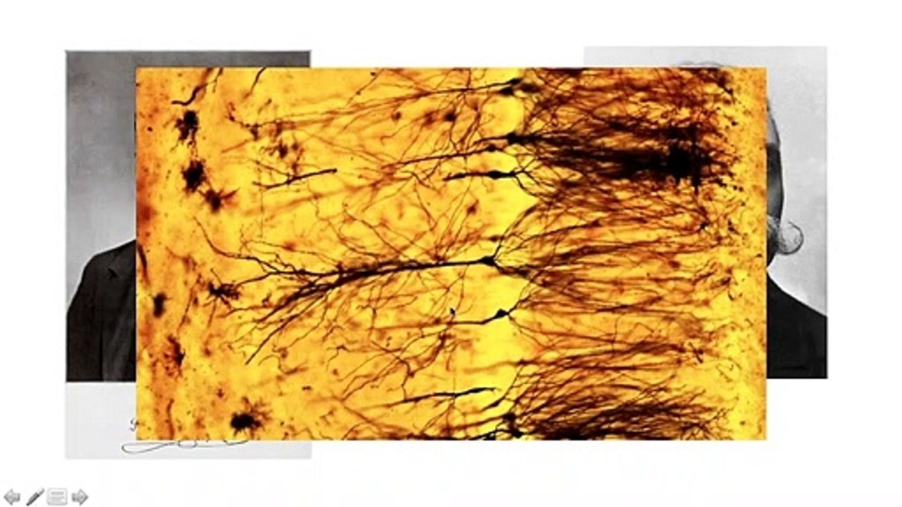 Sinapsis y funcionamiento de las neuronas
