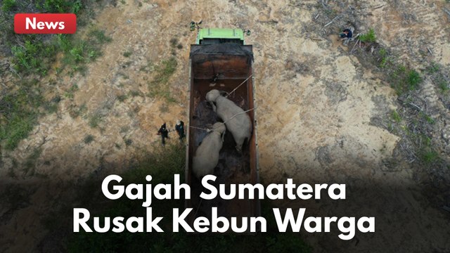 KAESANG DAN DODO OBRAK ABRIK KEBUN WARGA !! 2 GAJAH SUMATERA TERSEBUT LANGSUNG DIEVAKUASI BBKSDA !!