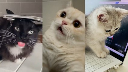 인스타그램이 픽한 '멍충미' 고양이/집사 손 물어놓고 '멘붕으로 일시정지'/아빠 집사에게 '칼퇴톡' 보내는 고양이