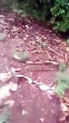 दुर्घटना का लाइव वीडियो : पलटा ट्रक, लोगों ने चालक-क्लीनर को बचाया
