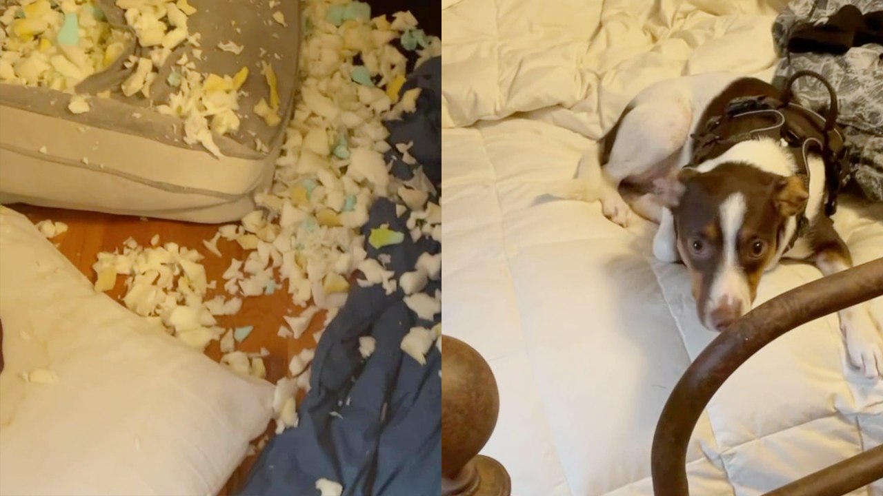 'Dog is Embarrassed After Brutally Destroying her Own Bed '