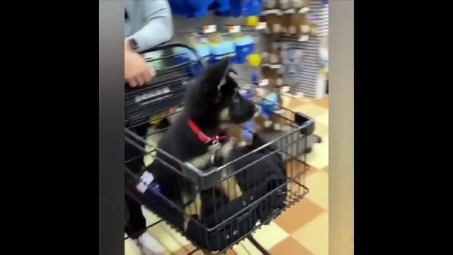 Funny and Cute German Shepherd Puppies Compilation #3 - Funniest GSD