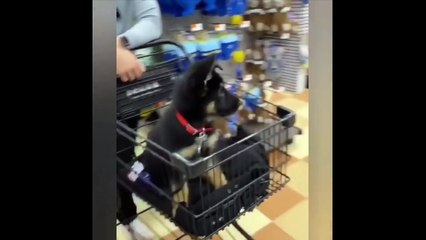 Funny and Cute German Shepherd Puppies Compilation #3 - Funniest GSD