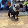 AWW SOO Cute and Funny Pug Puppies - Funniest Pug Ever #6