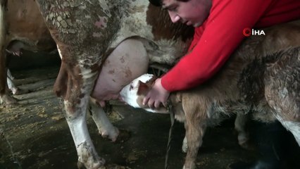 Rize’de ikiz doğuran inek sahibini sevindirdi