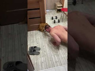 Kitty Keeps Push Up Pace With Head Scratches