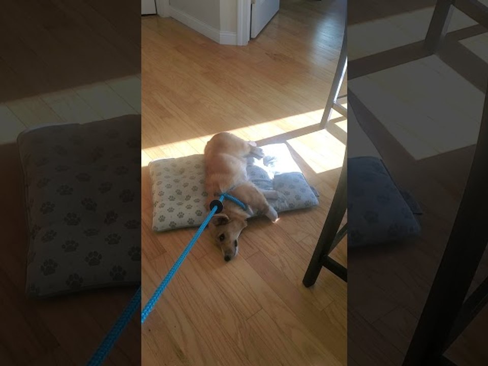 Doggy Makes a Choice Between Walking and Bed