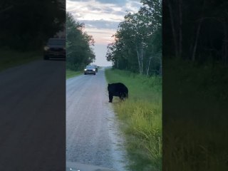Black Bear With a Back Itch