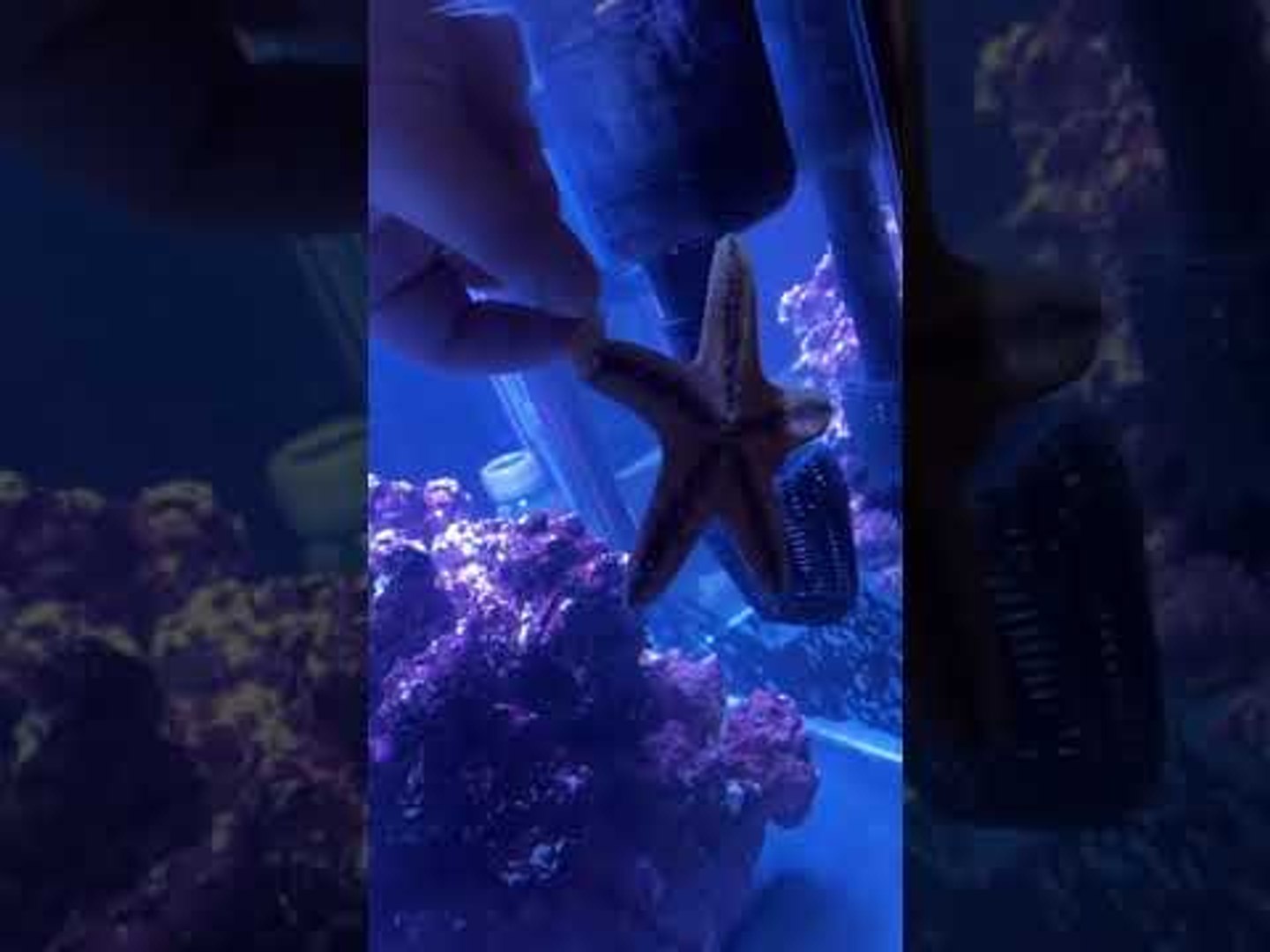 Starfish Snacks on Shrimp