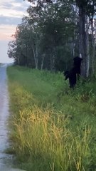 Black Bear With a Back Itch