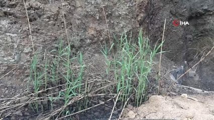 Son dakika haber! Yangının ardından doğa kendini yenilemeye başladı