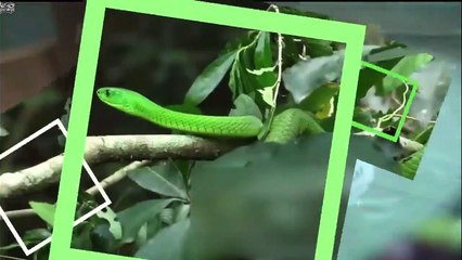 পৃথিবীর সবচেয়ে বিষাক্ত সাপ - ছোবল নয় হালকা একটি স্পর্শই যথেষ্ট... World's Most V
