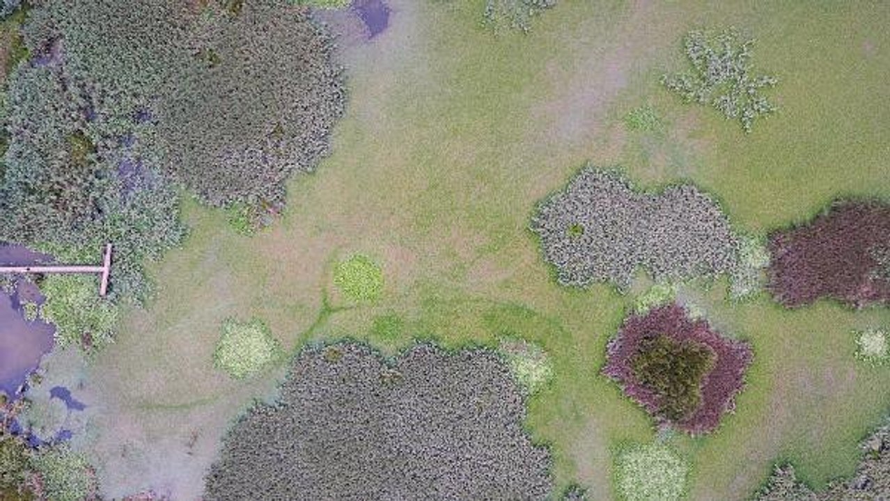 Kuş cenneti Efteni Gölü ziyaretçi akını