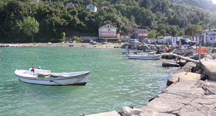 Selle birlikte gelen tomruklar, balıkçıları tedirgin ediyor