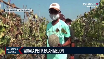 Sempat Merugi, Kini Wisata Petik Buah Melon di Karawang Viral
