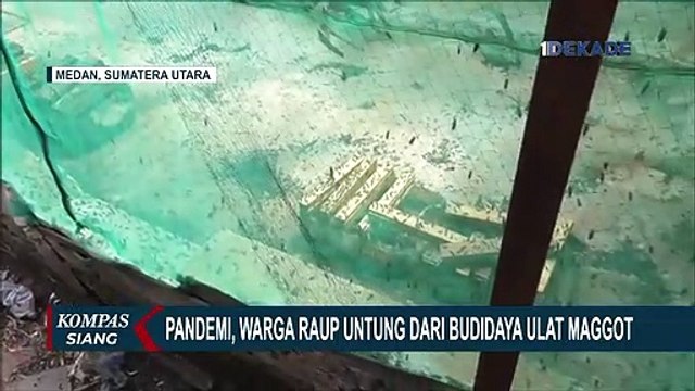 Meski Sempat Dicemooh, Bisnis Ulat Maggot Milik Ratna Kini Raup Untung Jutaan Rupiah