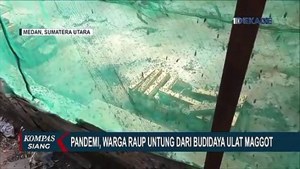 Meski Sempat Dicemooh, Bisnis Ulat Maggot Milik Ratna Kini Raup Untung Jutaan Rupiah