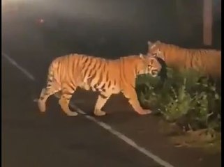 মহাবালেস্বরের পঞ্চগনির জঙ্গলে দেখা মিলল বাঘের | Oneindia Bengali