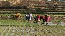 Planting rice in paddy fields, West Bengal