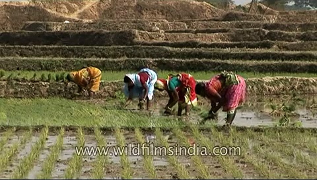 Planting rice in paddy fields, West Bengal