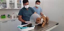 ACİL SERVİS ÖNÜNE GELEN KÖPEĞE VETERİNER DOĞUM YAPTIRDI