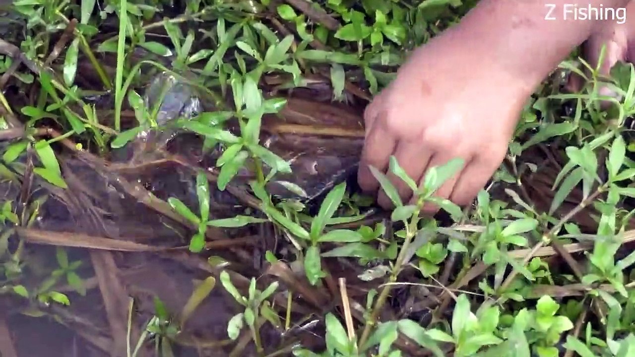 Fishing videos, Fishing videos Malayalam, fishing video Bangladesh, fishing videos bd