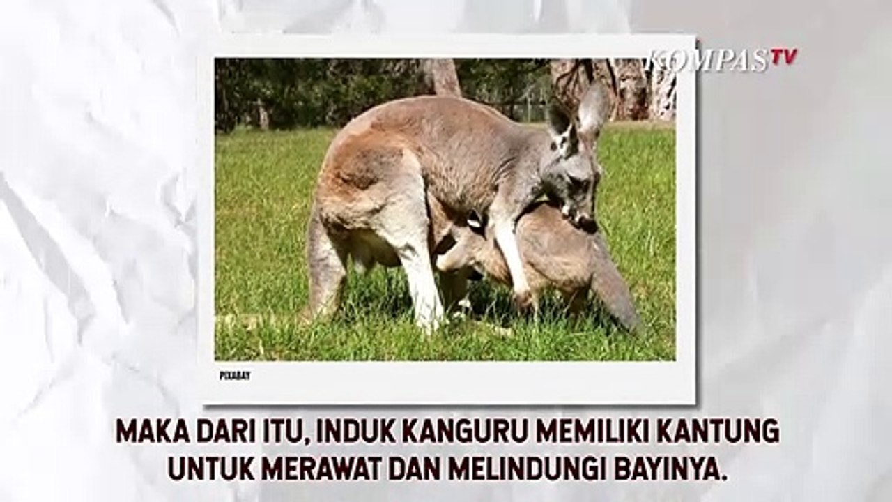 Mengenal Hewan yang Berukuran Sangat Kecil saat Dilahirkan