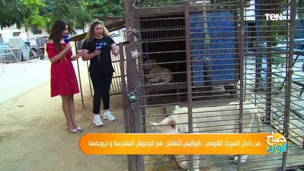 صباح الورد | من داخل السيرك القومي.. كواليس التعامل مع الوحوش المفترسة وترويضها