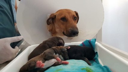 Hamile köpek doğum yapmak için hastanenin acil servisine gitti