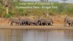 Large herd of Elephants seen at Nwamunda Dam Kruger National Park