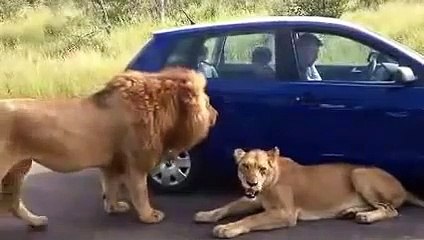 Lions roadblock stops tourist from driving off in Kruger National Park!!