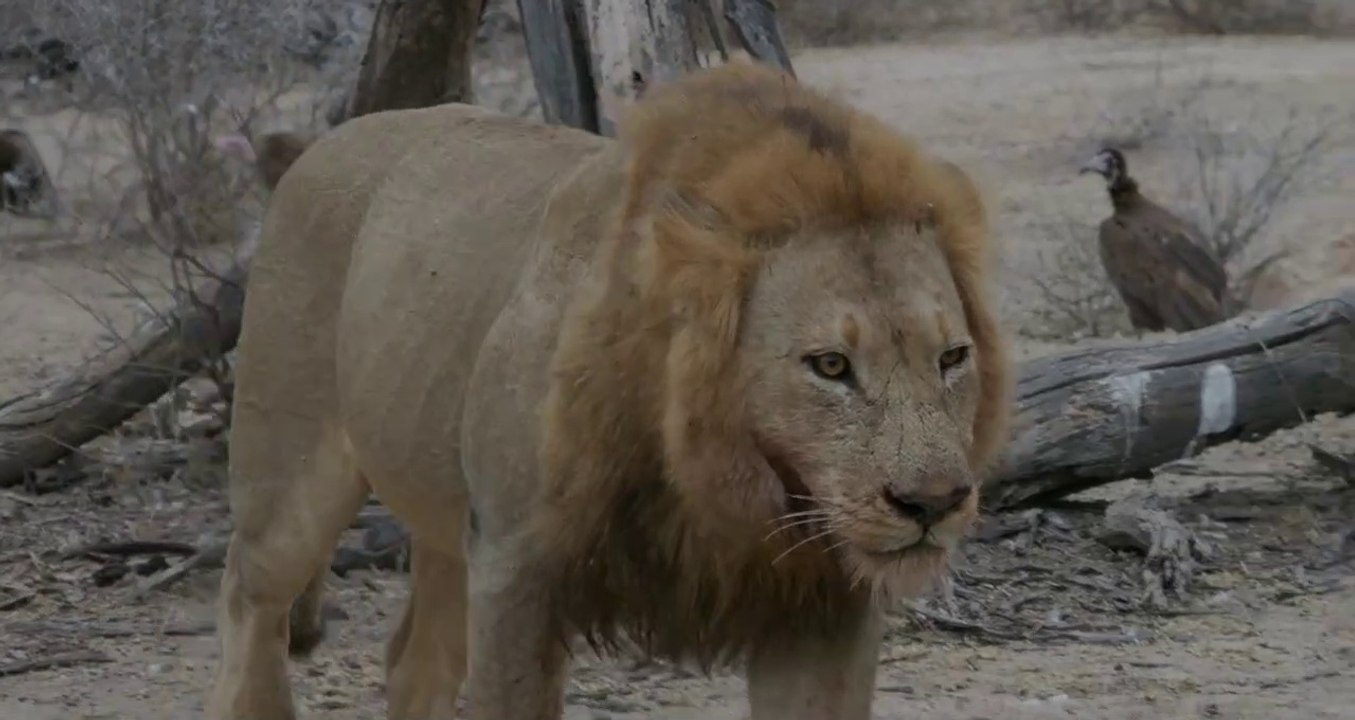 Male Lion came extremely close to us while at a sighitng!!