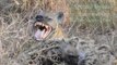 Two Spotted Hyena cubs nursing in Kruger National Park