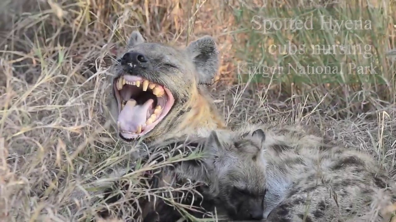 Two Spotted Hyena cubs nursing in Kruger National Park