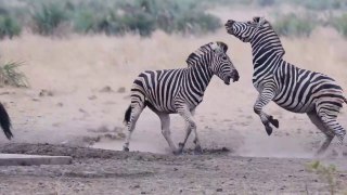 Zebra Stallions fighting and kicking at Boyela Waterhole in the Northern Part, Kruger National Park.