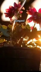 Story ucapan selamat pagi yang cerah