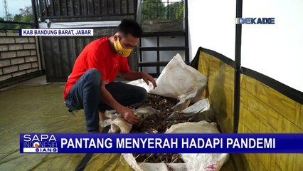 Terdampak Pandemi, Pemilik Kafe Banting Setir jadi Pengusaha Jahe Merah Instan