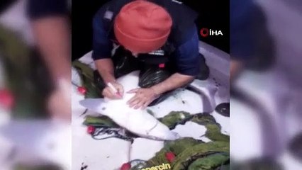 Köpekbalığının üzerine tükenmez kalem ile işaret bıraktı; "Atayrum onu denize, yine geliy"
