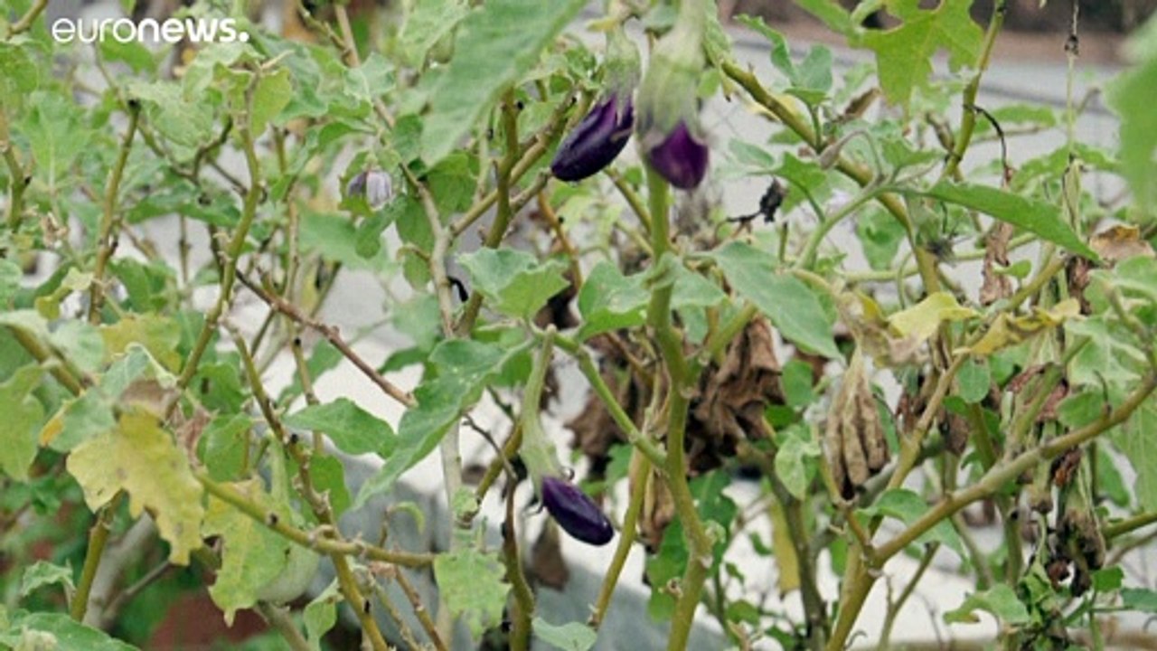 Des bâtiments verts, remparts aux canicules ? Exemples à Bangkok et Singapour