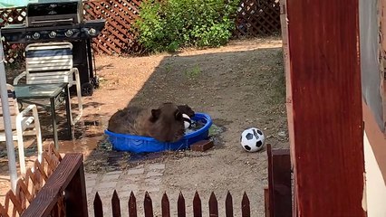 Bear Takes a Dip in Doggy’s Pool