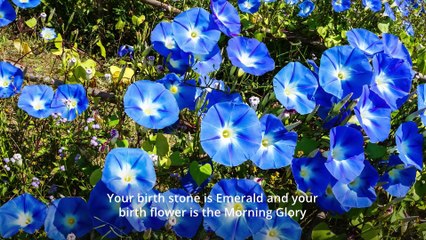 September Days - Which day is International Talk Like a Pirate Day.....Ahaaaaaa Me Hearties!