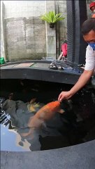 IKAN KOI BESAR KESAYANGAN