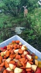 Deer Drops by for Vegetable Buffet