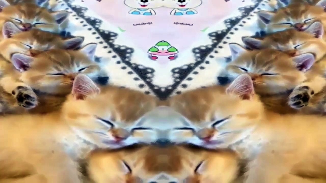 Funny Animals - Cute Cats #6 - Animals Video 2021